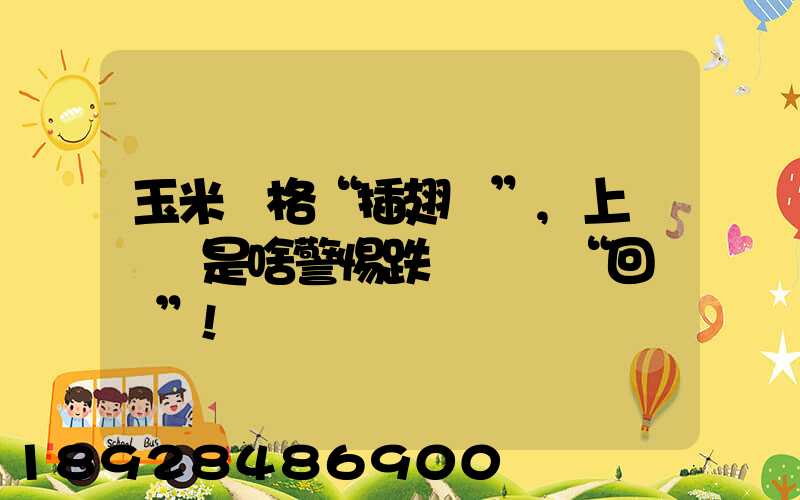 玉米價格“插翅漲”,上漲邏輯是啥警惕跌勢殺個“回馬槍”!
